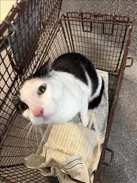 Shelter Stray Male Cat last seen , 3201 Lacy St, Los Angeles, CA 90031, USA