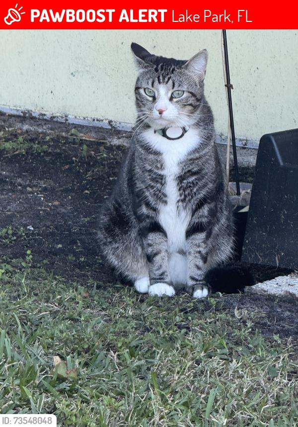 Lost Male Cat last seen Leonor Bezold, Lake Park, FL 33403