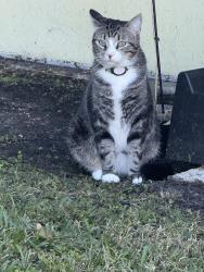 Lost Male Cat last seen Leonor Bezold, Lake Park, FL 33403