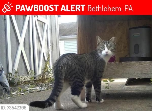 Lost Female Cat last seen 13th Avenue and West Lehigh Street Bethlehem, PA, Bethlehem, PA 18018