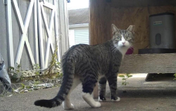 Lost Female Cat last seen 13th Avenue and West Lehigh Street Bethlehem, PA, Bethlehem, PA 18018