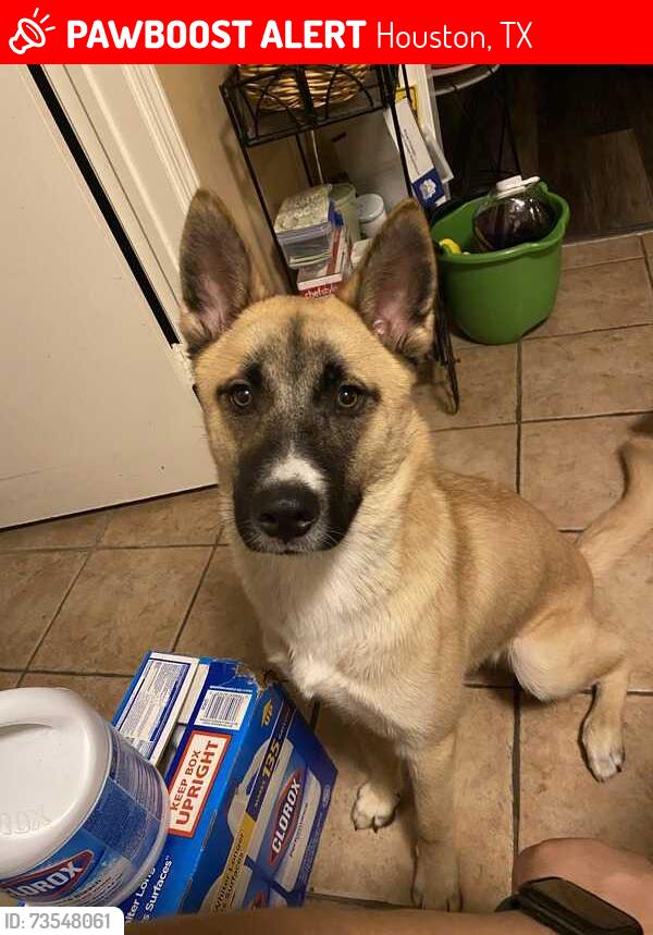 Lost Male Dog last seen Near black locust dr, Houston, TX 77088