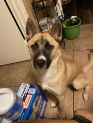 Lost Male Dog last seen Near black locust dr, Houston, TX 77088