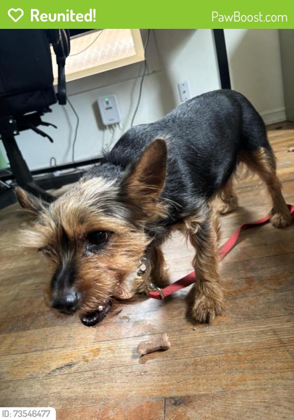 Reunited Male Dog last seen 101st ave Halsey st, Portland, OR 97220