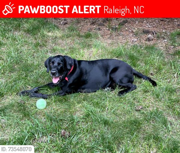 Lost Male Dog last seen Macon Road, Raleigh, NC 27613