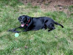 Lost Male Dog last seen Macon Road, Raleigh, NC 27613
