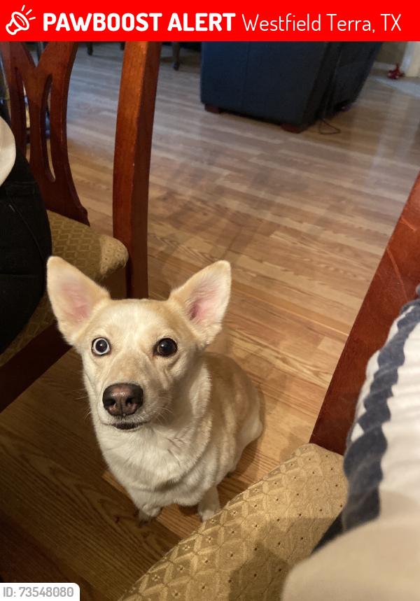 Lost Female Dog last seen Fry & clay rd, Westfield Terra, TX 77449
