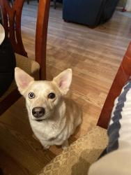 Lost Female Dog last seen Fry & clay rd, Westfield Terra, TX 77449