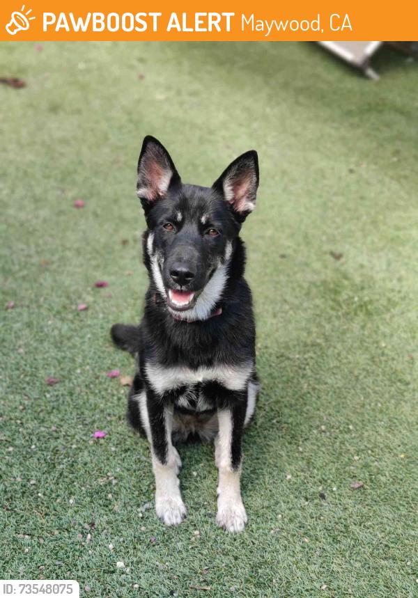Found/Stray Female Dog last seen 58th and Atlantic Ave, Maywood, CA 90270