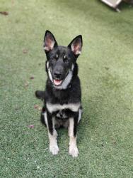 Found/Stray Female Dog last seen 58th and Atlantic Ave, Maywood, CA 90270