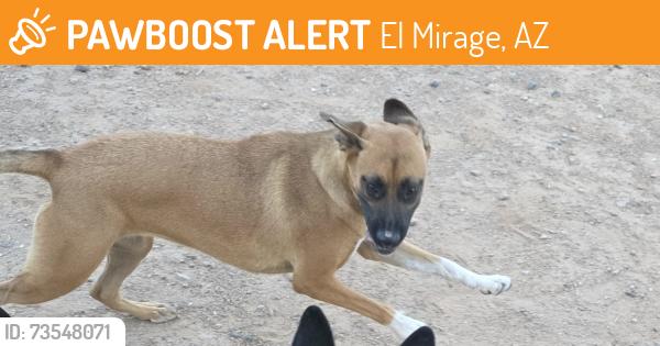 Found/Stray Female Dog last seen N 127th Dr, Aster Dr, El Mirage, AZ 85335