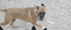 Found/Stray Female Dog last seen N 127th Dr, Aster Dr, El Mirage, AZ 85335