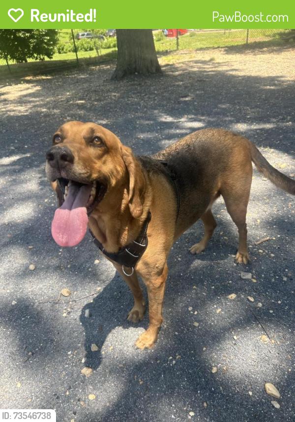 Reunited Male Dog last seen Riverdale, East Riverdale, MD 20737