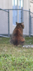 Found/Stray Unknown Cat last seen By Charles S Rushe middle school, Land O' Lakes, FL 34638