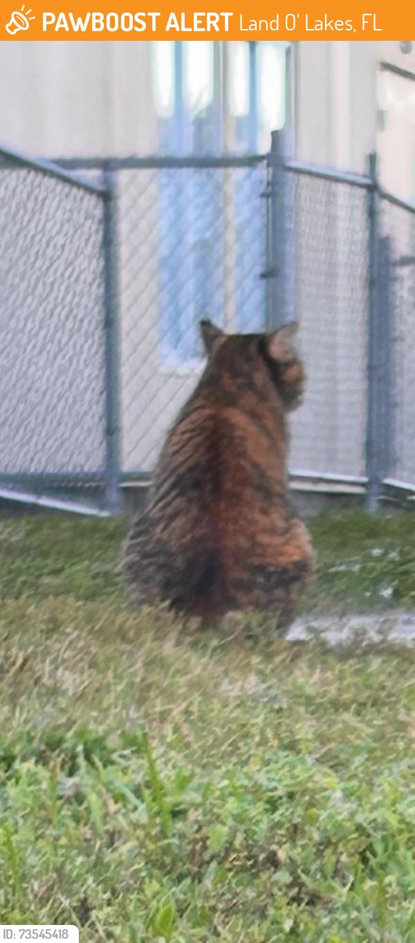 Found/Stray Unknown Cat last seen By Charles S Rushe middle school, Land O' Lakes, FL 34638