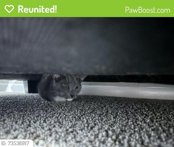 Reunited Male Cat last seen Near inverness landing apmts on Highway 280, Birmingham, AL 35242