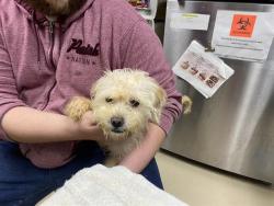 Shelter Stray Male Dog last seen UNKNOWN, 3839 W Burnham St, West Milwaukee, WI 53215, USA