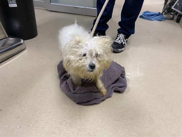 Shelter Stray Female Dog last seen UNKNOWN, 3839 W Burnham St, West Milwaukee, WI 53215, USA