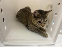Shelter Stray Female Cat last seen Near BLOCK W BELOIT RD, 3839 W Burnham St, West Milwaukee, WI 53215, USA