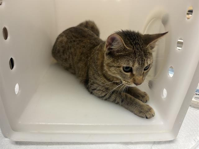 Shelter Stray Female Cat last seen Near BLOCK W BELOIT RD, 3839 W Burnham St, West Milwaukee, WI 53215, USA