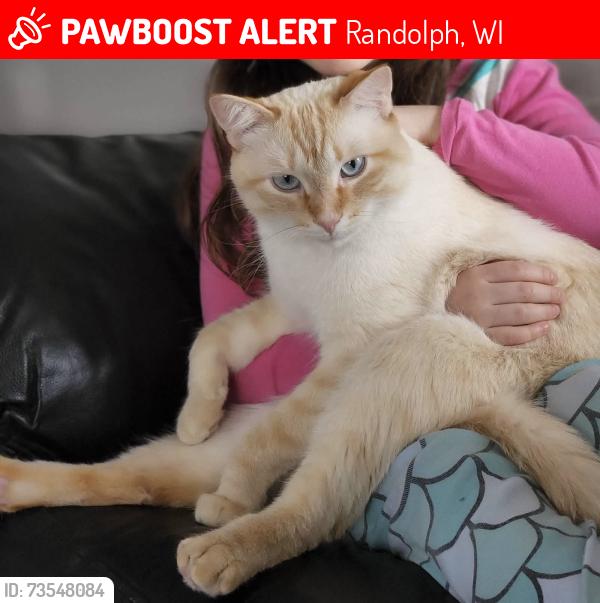 Lost Male Cat last seen Randolph library, Randolph, WI 53956
