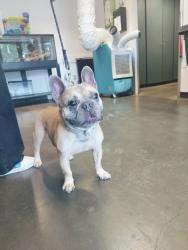 Shelter Stray Male Dog last seen , West Valley Animal Shelter, 20655 Plummer St, Chatsworth, CA 91311, USA