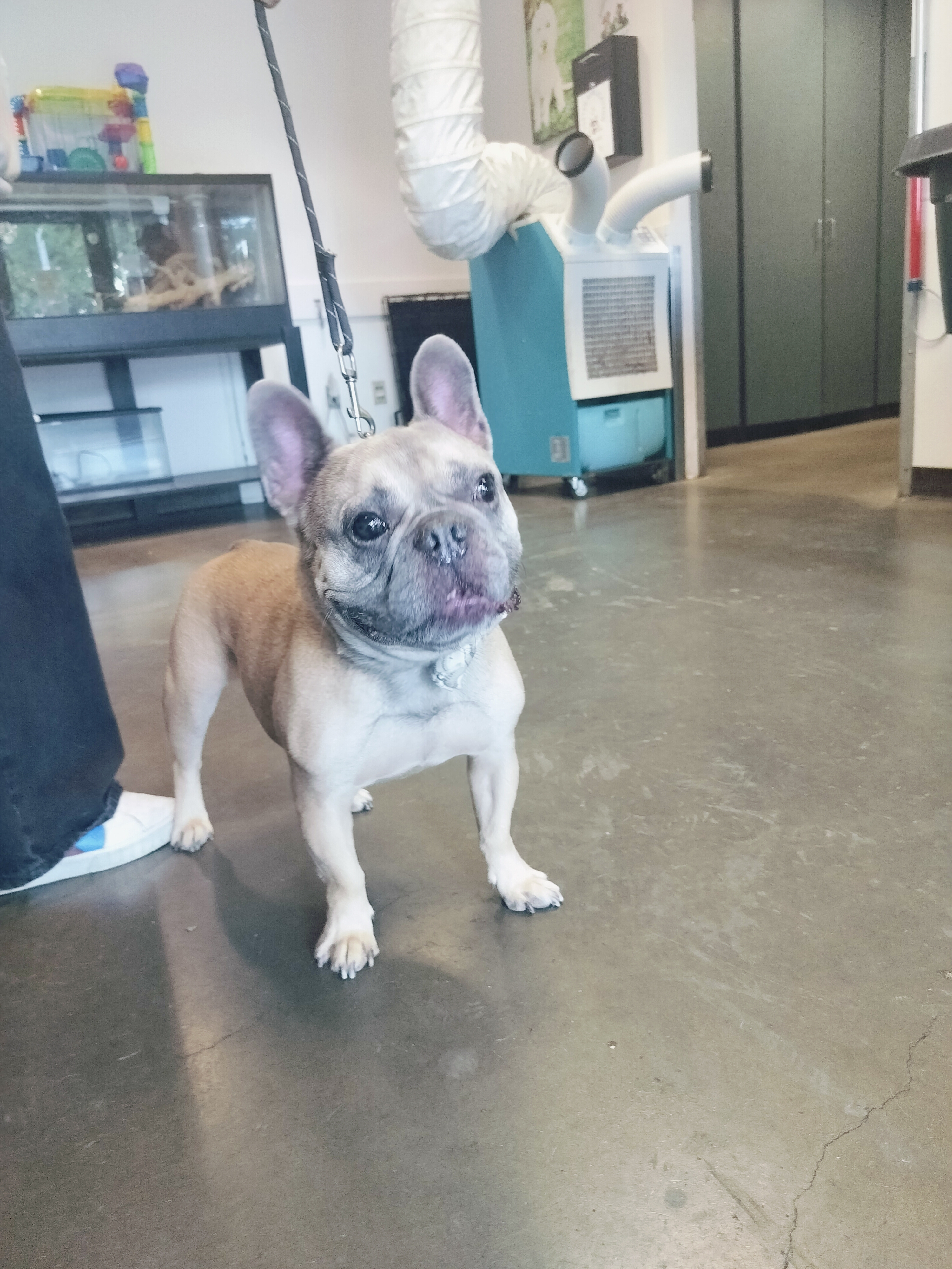 Shelter Stray Male Dog last seen , West Valley Animal Shelter, 20655 Plummer St, Chatsworth, CA 91311, USA