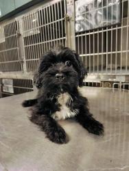 Shelter Stray Unknown Dog last seen , West Valley Animal Shelter, 20655 Plummer St, Chatsworth, CA 91311, USA