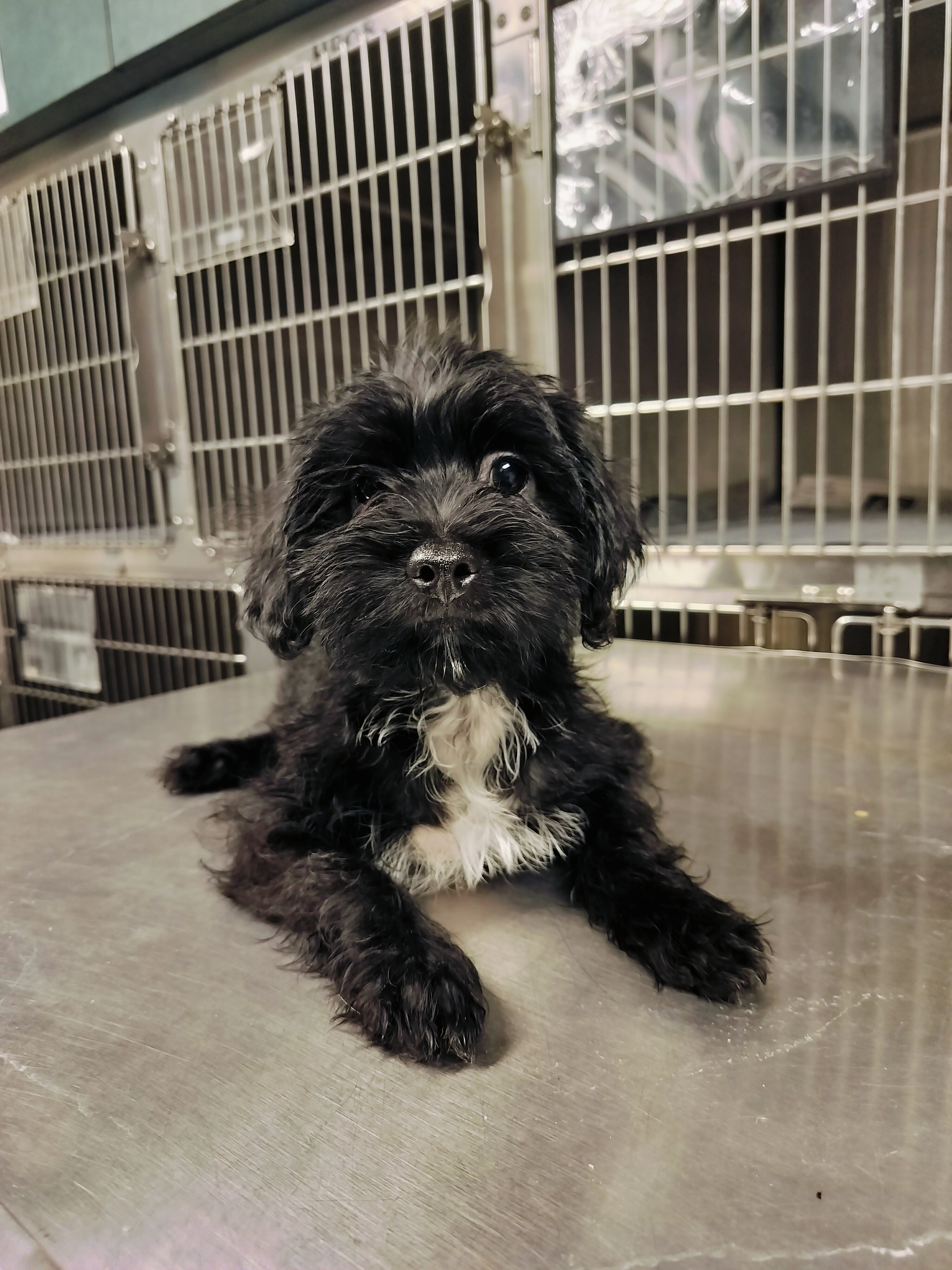 Shelter Stray Unknown Dog last seen , West Valley Animal Shelter, 20655 Plummer St, Chatsworth, CA 91311, USA