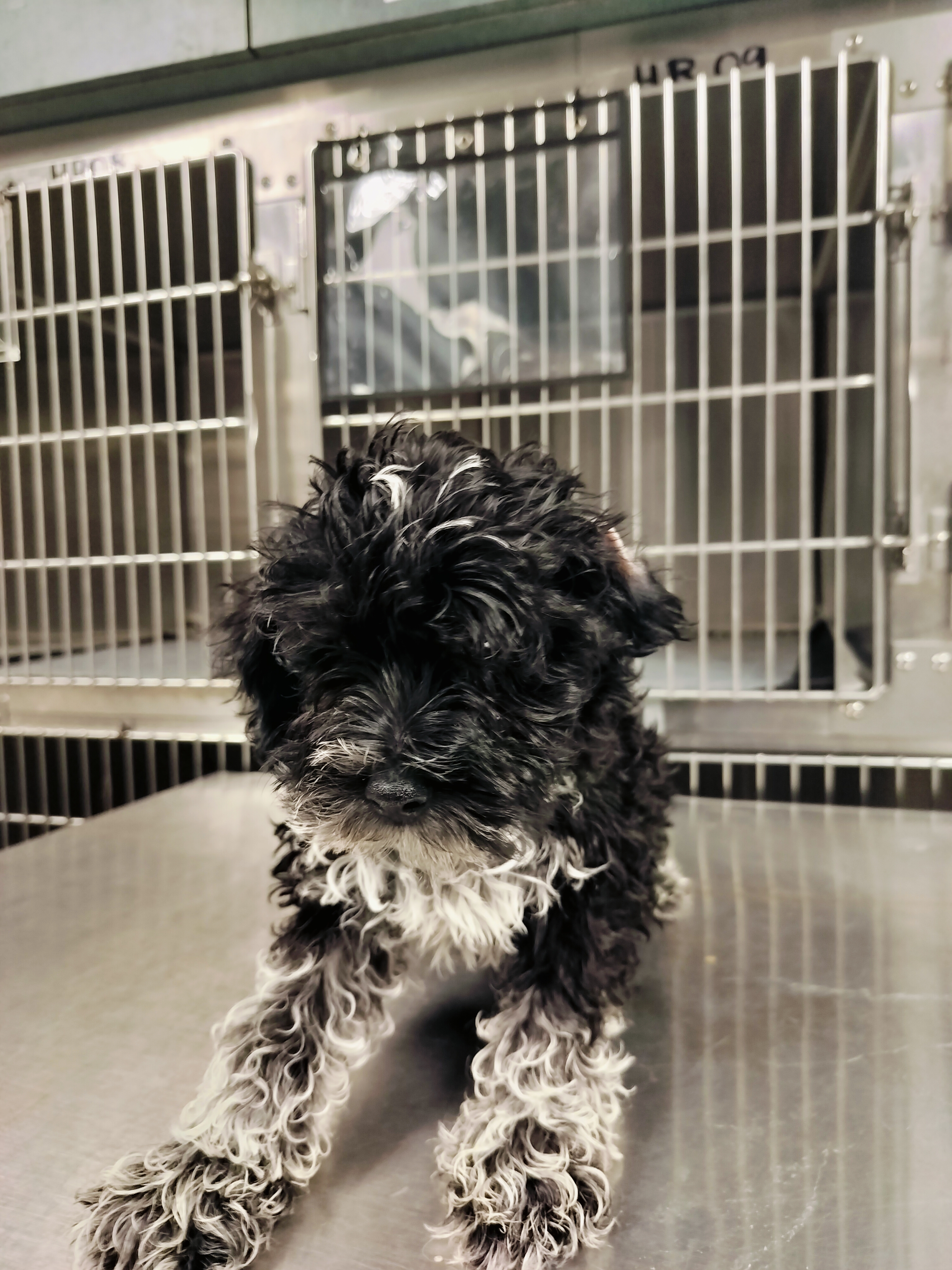 Shelter Stray Unknown Dog last seen , West Valley Animal Shelter, 20655 Plummer St, Chatsworth, CA 91311, USA