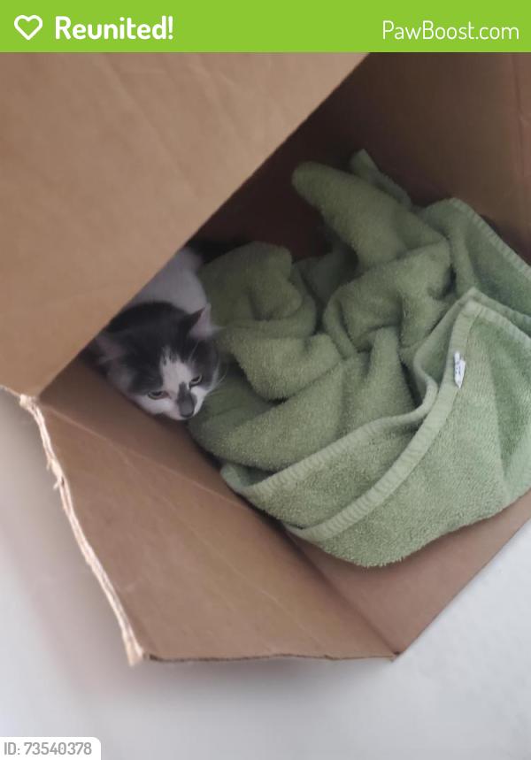Reunited Unknown Cat last seen Jungle Jim's Fairfield parking lot, Fairfield, OH 45014