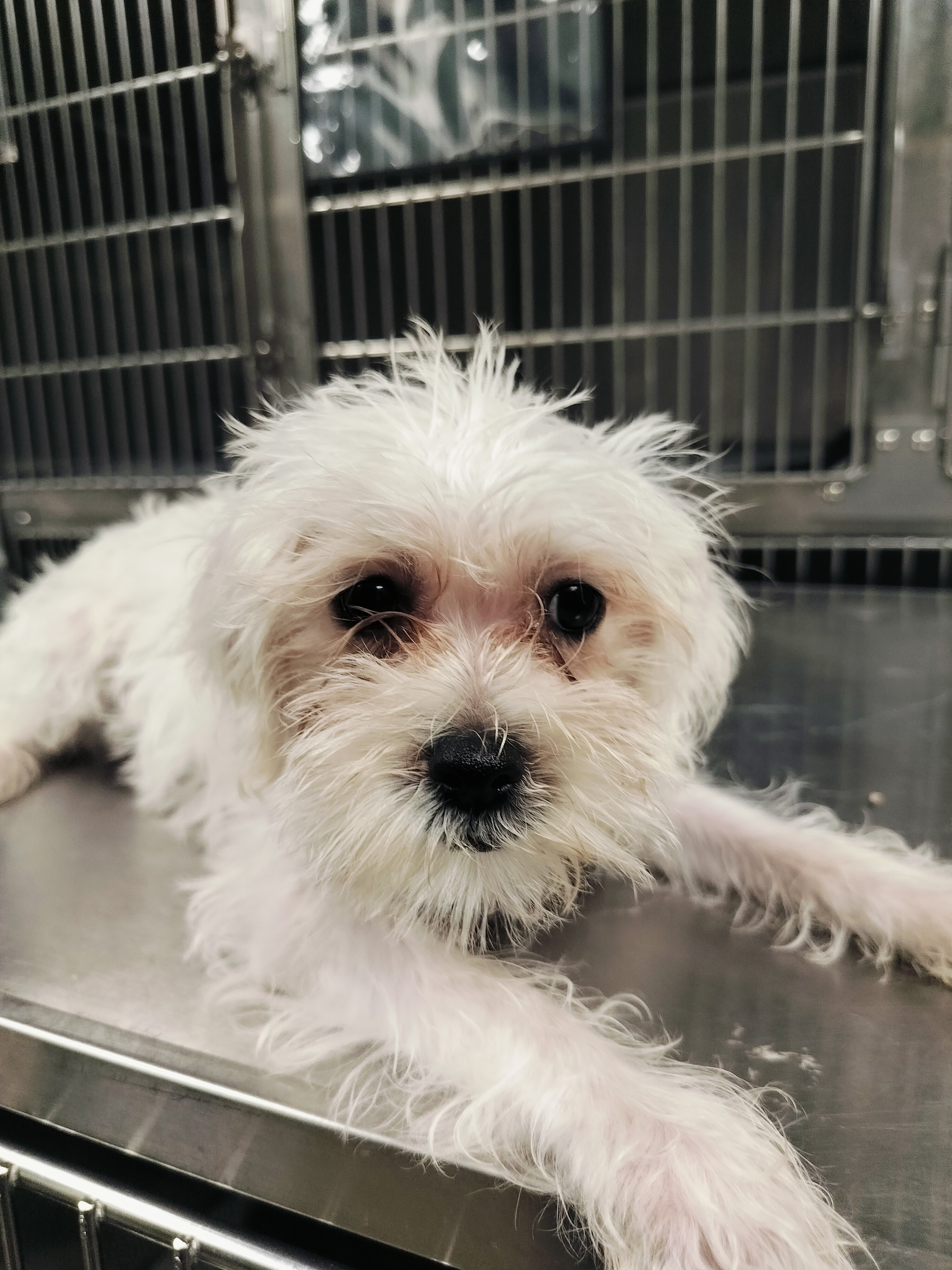 Shelter Stray Unknown Dog last seen , West Valley Animal Shelter, 20655 Plummer St, Chatsworth, CA 91311, USA