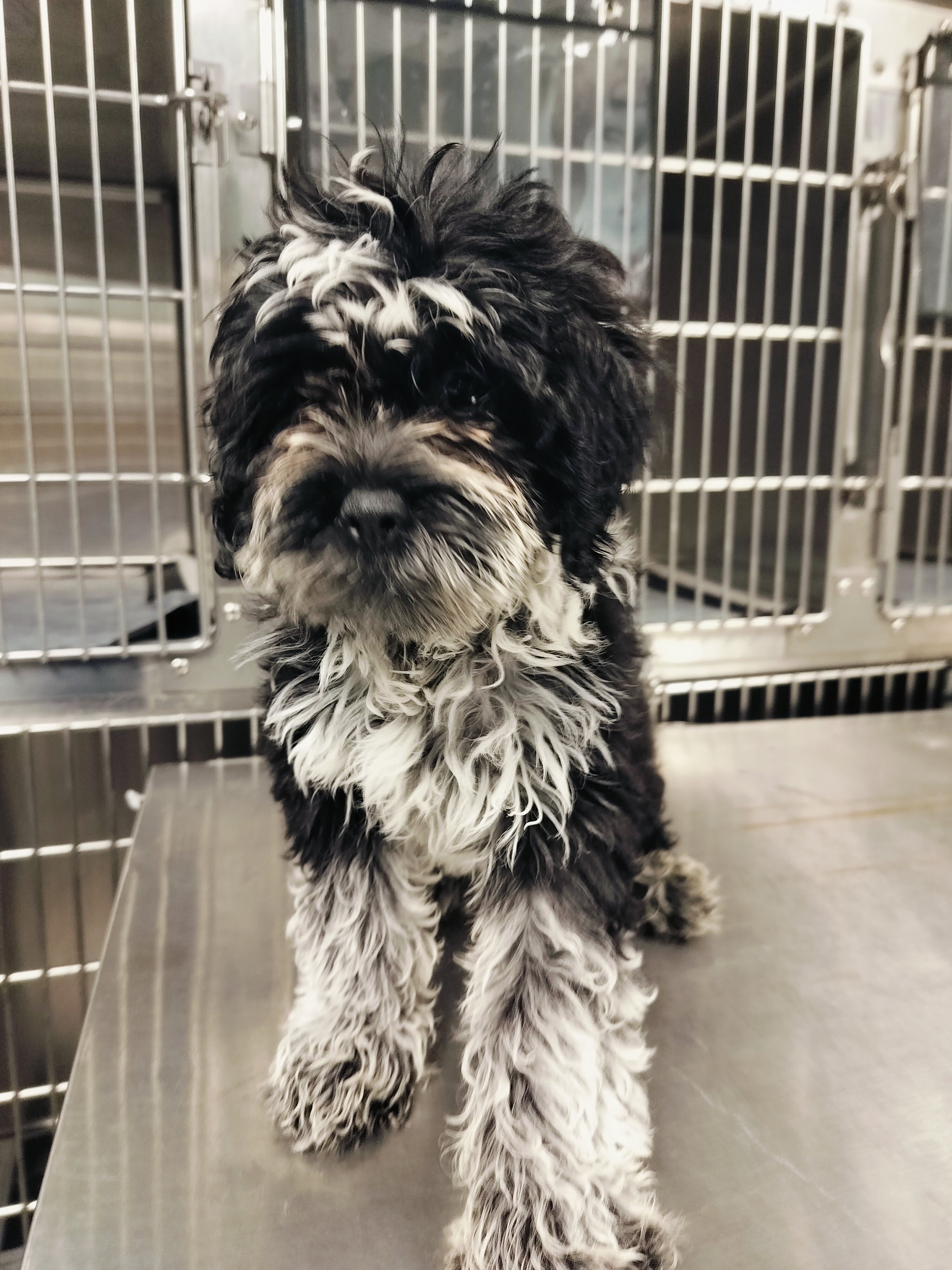 Shelter Stray Unknown Dog last seen , West Valley Animal Shelter, 20655 Plummer St, Chatsworth, CA 91311, USA