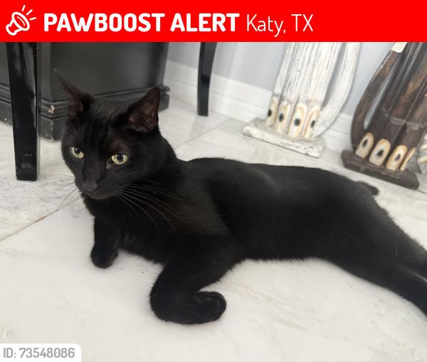 Lost Male Cat last seen Winecup way & Gaston rd, Katy, TX 77494