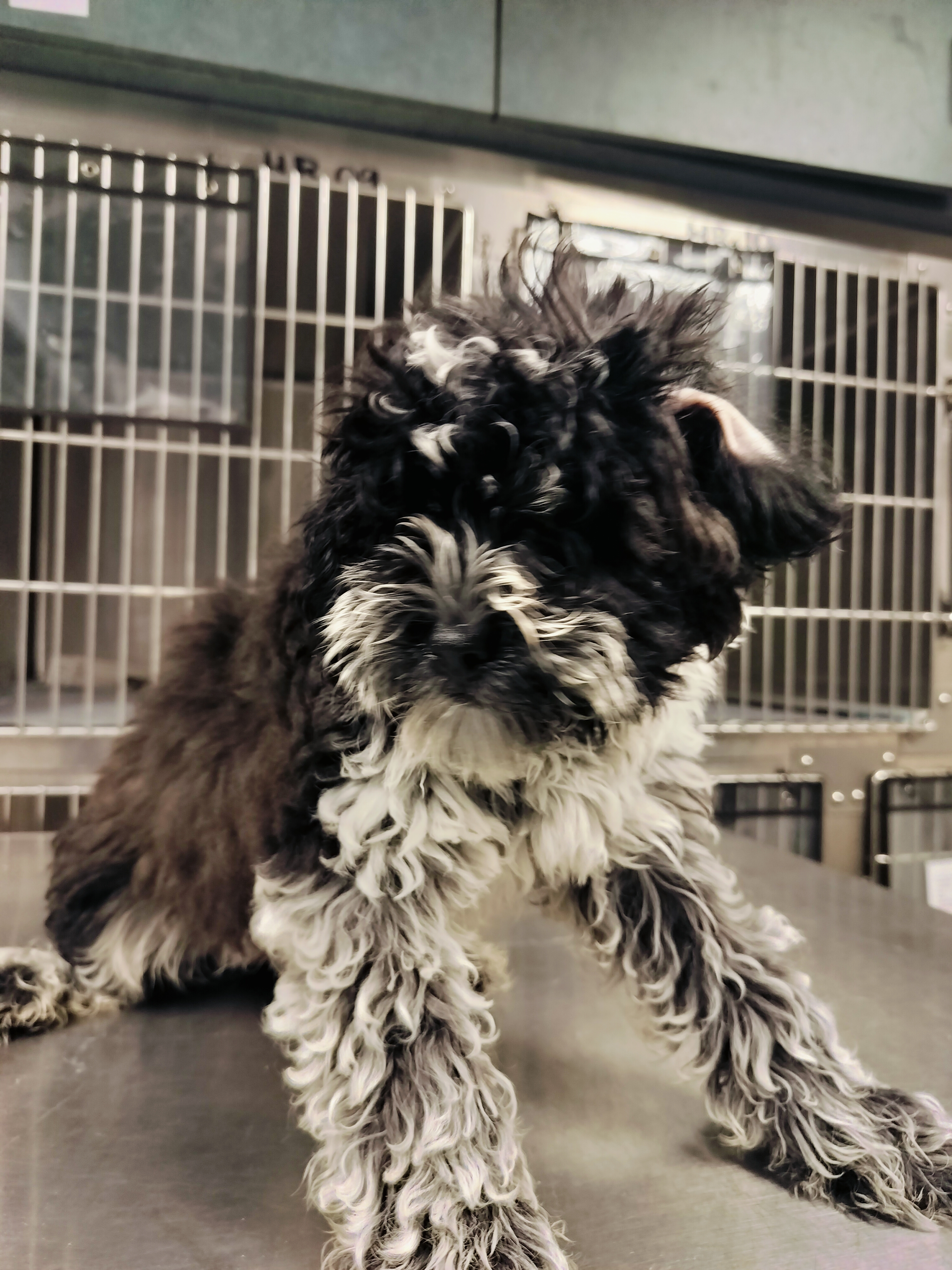 Shelter Stray Unknown Dog last seen , West Valley Animal Shelter, 20655 Plummer St, Chatsworth, CA 91311, USA
