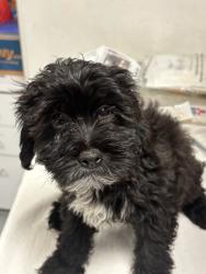 Shelter Stray Unknown Dog last seen , West Valley Animal Shelter, 20655 Plummer St, Chatsworth, CA 91311, USA