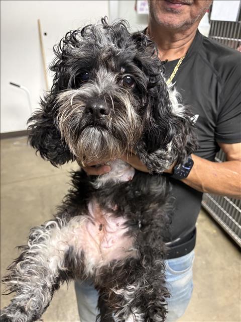 Shelter Stray Female Dog last seen , West Valley Animal Shelter, 20655 Plummer St, Chatsworth, CA 91311, USA