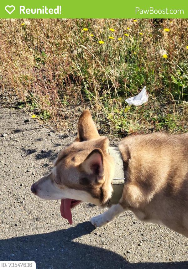 Reunited Male Dog last seen Sand Dollar and Ridge Rock and W Echo Bay, Bremerton, WA 98312