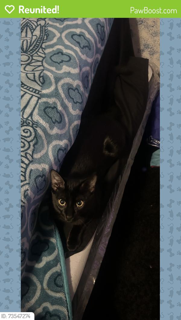 Reunited Male Cat last seen Circle park, Romeoville, IL 60446