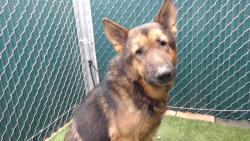Shelter Stray Male Dog last seen , 11258 Garfield Ave, Downey, CA 90242, USA