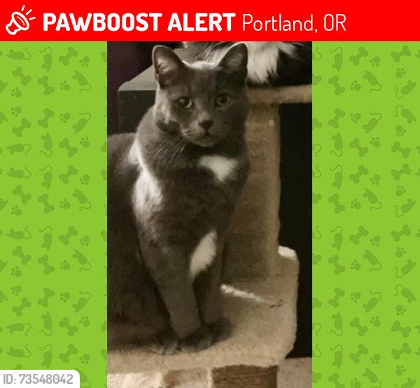 Lost Male Cat last seen 68th & Broadway, Portland, OR 97213