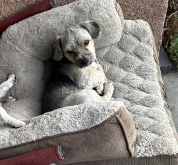 Lost Male Dog last seen Uber detail and stereo pros, Corona, CA 92882
