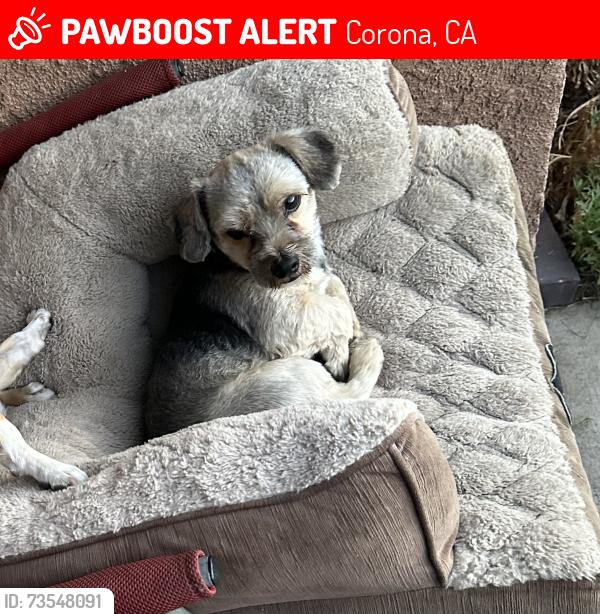 Lost Male Dog last seen Uber detail and stereo pros, Corona, CA 92882