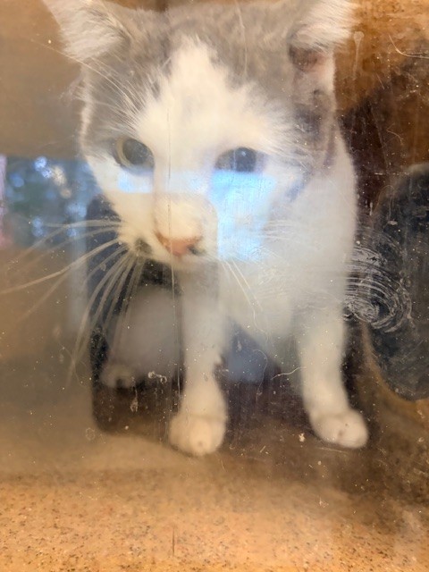 Shelter Stray Unknown Cat last seen Near BLOCK BIG SPLASH DR #104, 4522 W 3500 S, West Valley City, UT 84120, USA