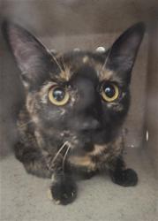 Shelter Stray Female Cat last seen , 232 Eslinger Way, Sanford, FL 32773, USA