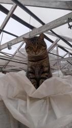 Reunited Male Cat last seen Dayton and Victoria, Saint Paul, MN 55104