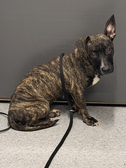 Shelter Stray Female Dog last seen E 105 & Superior, 5th District, OH, 9203 Detroit Ave, Cleveland, OH 44102, USA