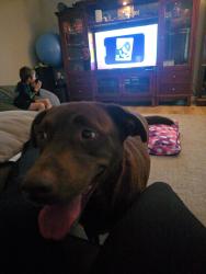 Reunited Female Dog last seen C c bar park in citrus heights, california, Citrus Heights, CA 95610