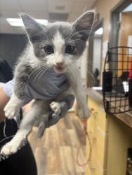 Shelter Stray Unknown Cat last seen Near S Cherry, Grand Island, NE, 1312 Sky Park Rd, Grand Island, NE 68801, USA