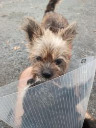 Reunited Female Dog last seen Rotelli's restaurant Jog Road and Atlantic Avenue, Palm Beach County, FL 33484
